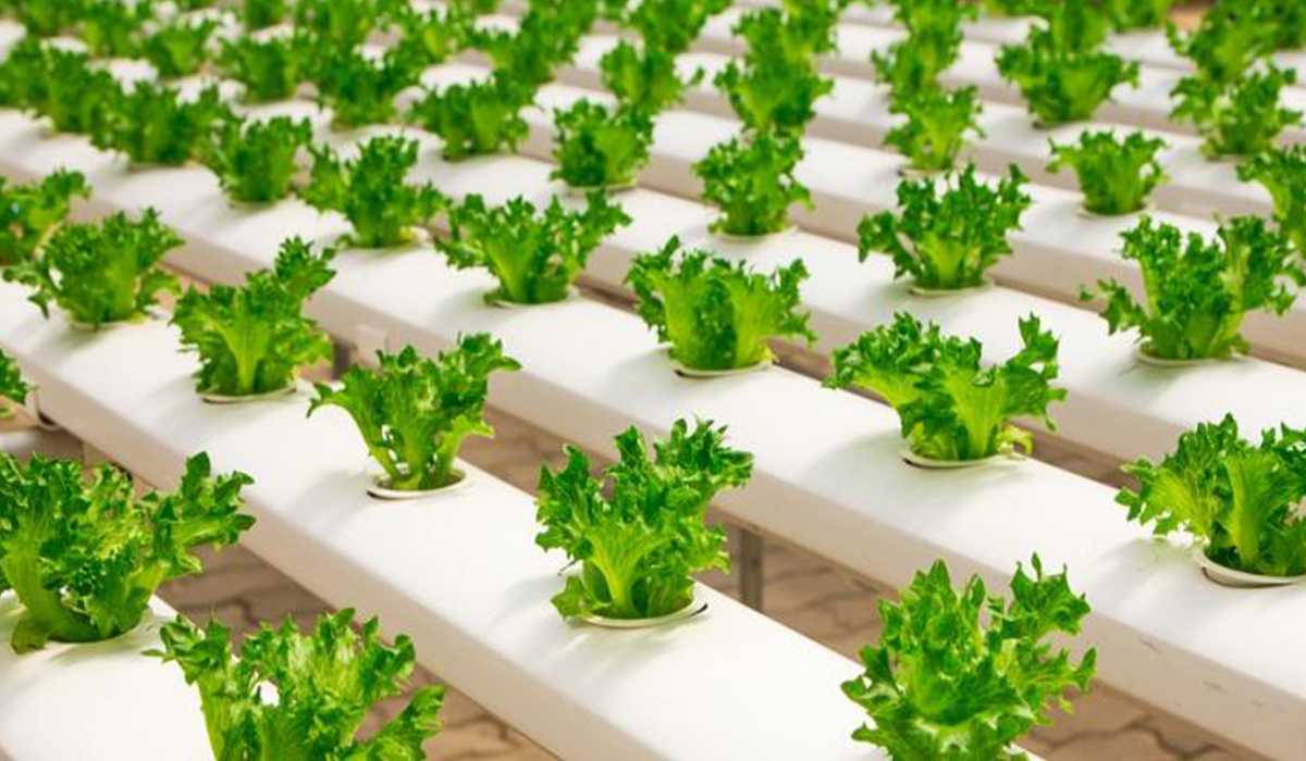 5 Benefits of Using a Grow Box